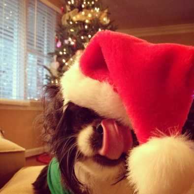 Dog days of Advent.jpg